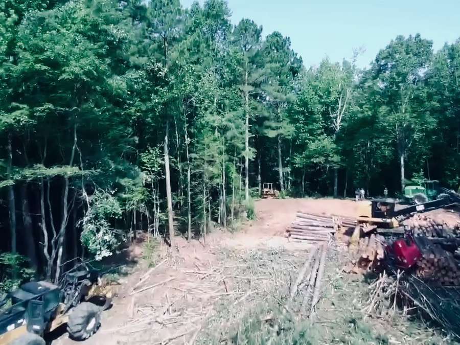 Free Timber Evaluation